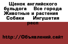 Щенок английского бульдога  - Все города Животные и растения » Собаки   . Ингушетия респ.